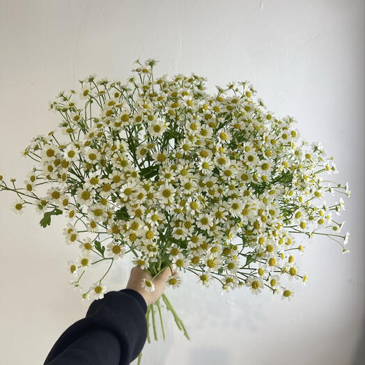 Танацетум 25