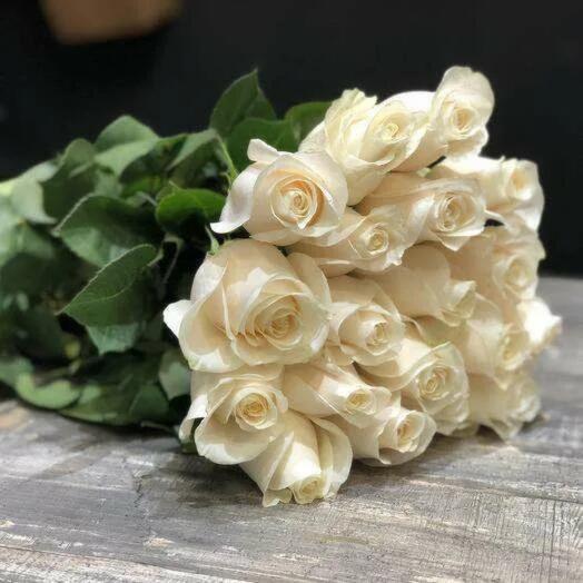 19 rosas Ecuatorianas blancas
