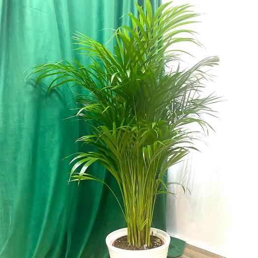 Купить пальму для дома в москве цветы долгопрудный с доставкой недорого заказать