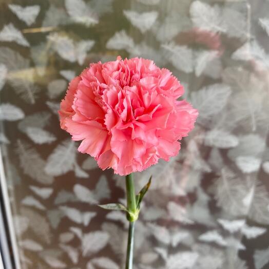 Clavel rosa