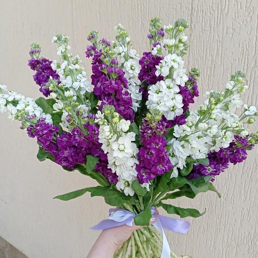 Bouquet of mattiola (mix)