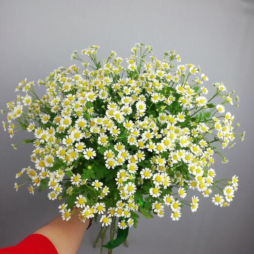 Матрикария