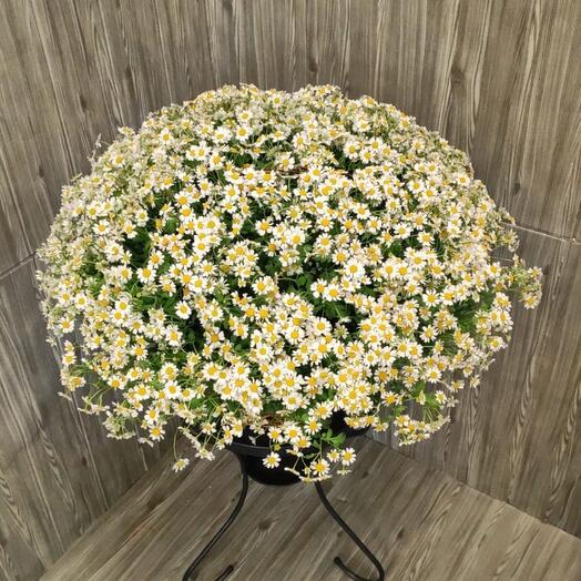 51 bush chamomile in the basket