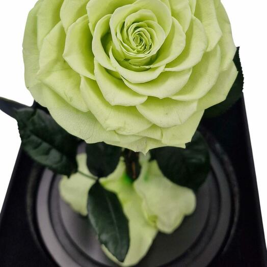Eternal rose in glass dome 5