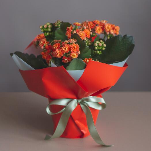 Каланхоэ Каландива (долго цветёт, неприхотливое)