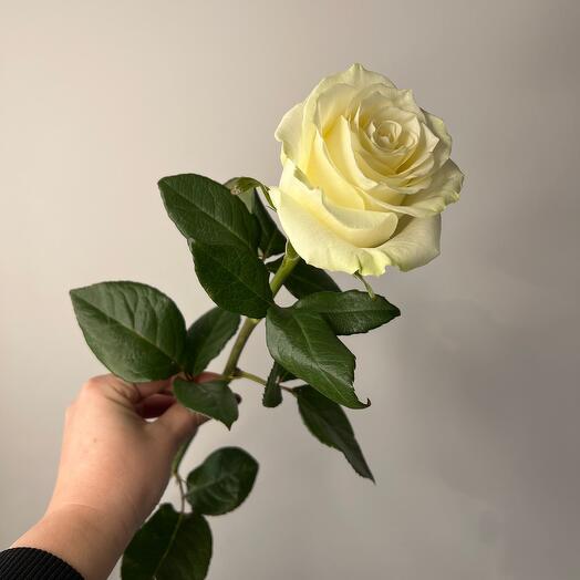 Белая Роза мондиаль эквадор - 50 см