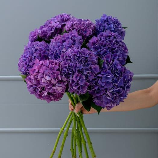 Hand Bunch of Purple Hydrangea