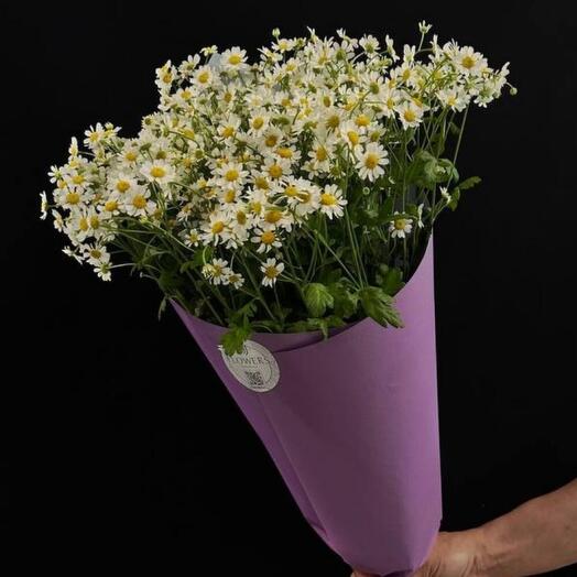 Thanacetum Camilla