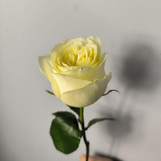 Роза белая