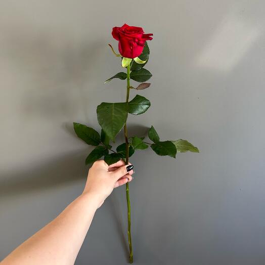 Rosa roja