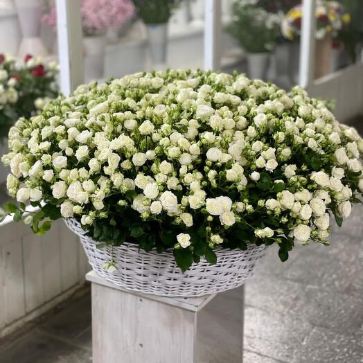 501 white sprey Rose in basket