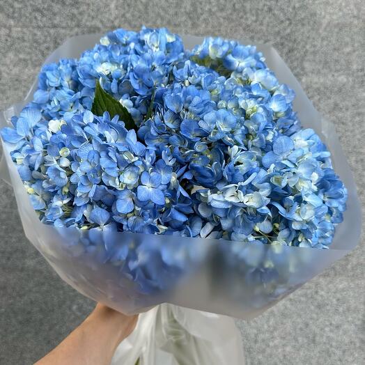 Голубые гортензии💙