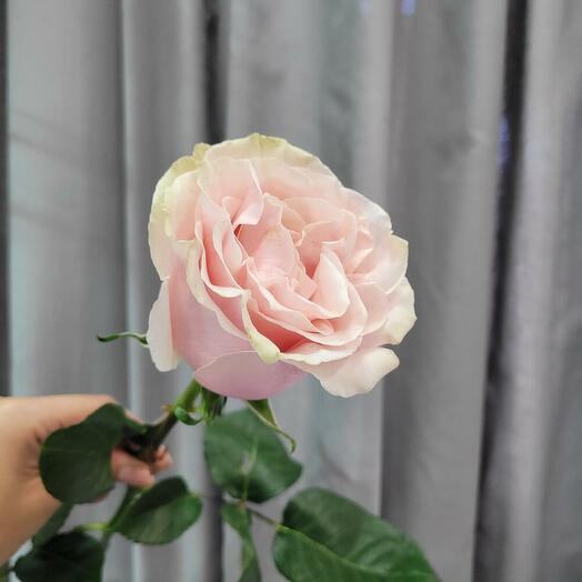 Розовые розы Pink Mondial