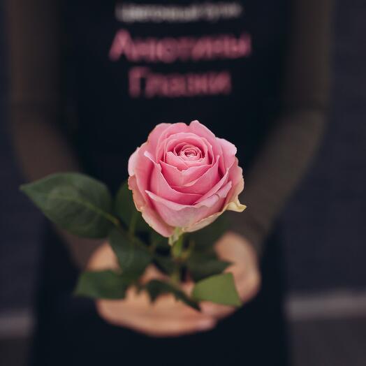 Pink Rose Vem – Tender Moments