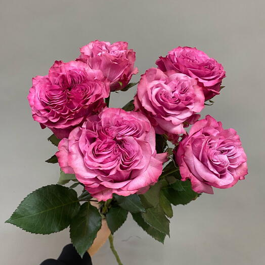Single-headed peony rose