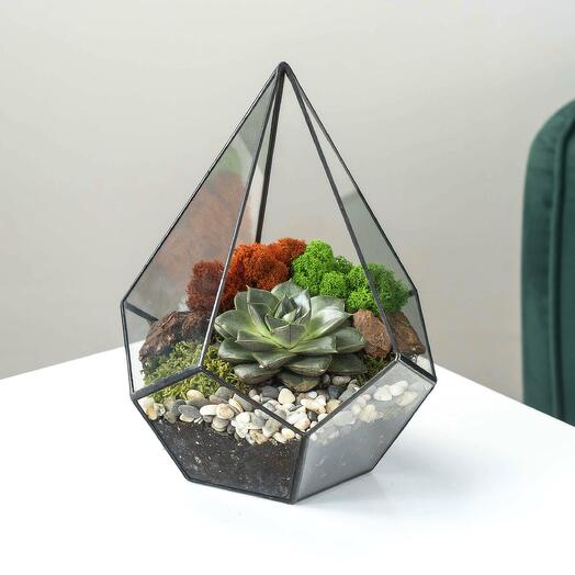 Флорариум, суккулент каменная роза Капля