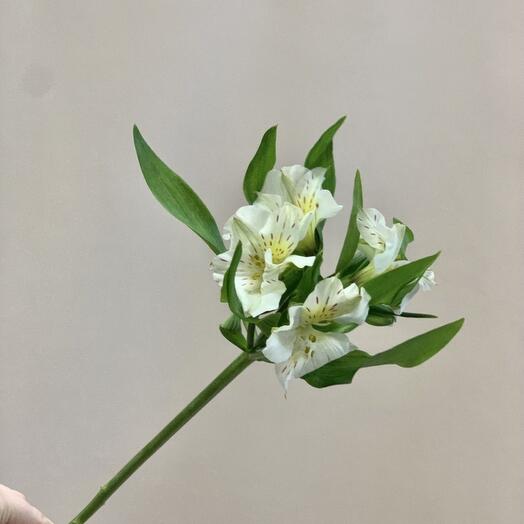 Alstroemeria is white