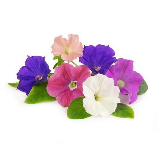 24 Petunia Mix Flowering Plant-nusery pot