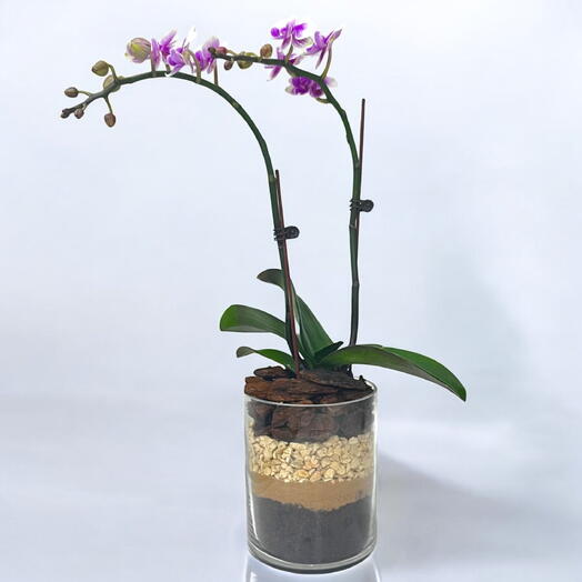 Variegated Mini Orchid in Decorative Glass Vase – Perfect Gift