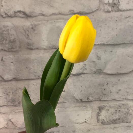 Тюльпан 💛
