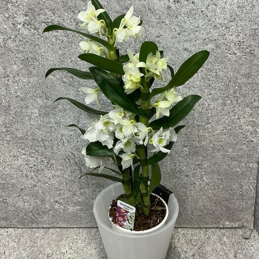 Дендробиум в кашпо