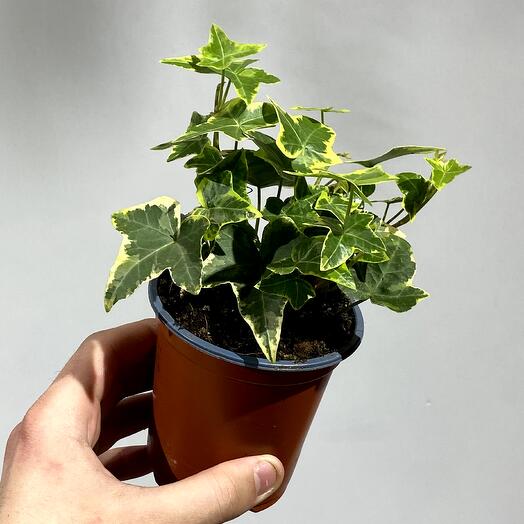 Плющ Хедера 9 см