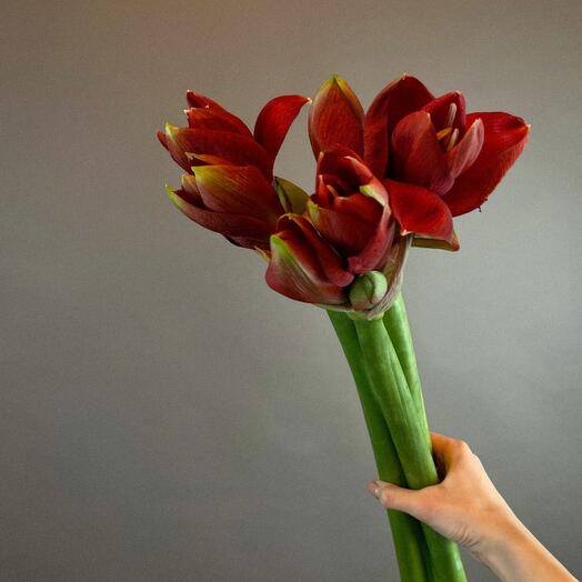 Амариллис под ленту