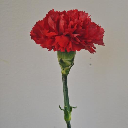 Гвоздика красная классика