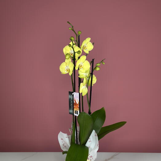 Phalaenopsis orchids Yellow