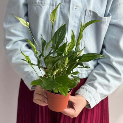 Спатифиллиум 9/25