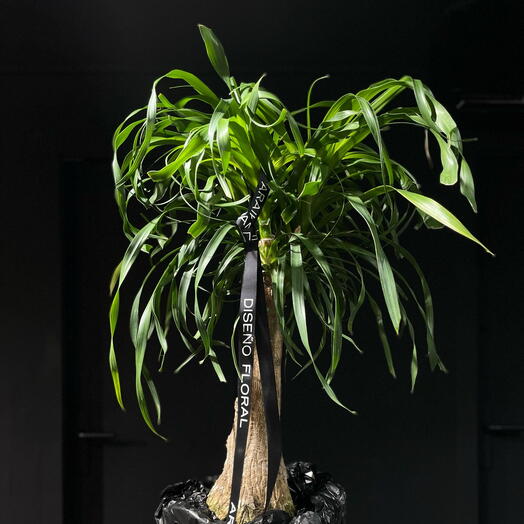 Beaucarnea