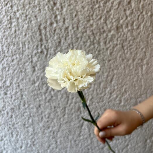 Dianthus carnation white