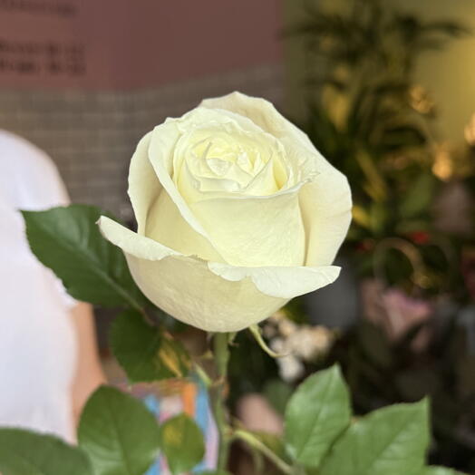 Біла троянда Аваланш