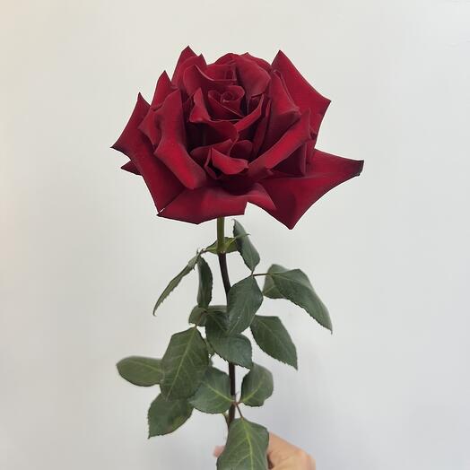 Французская Роза red
