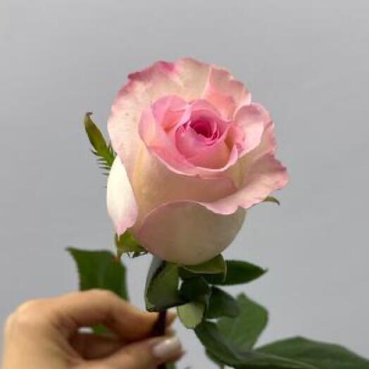 Роза нежно розовая 60 см