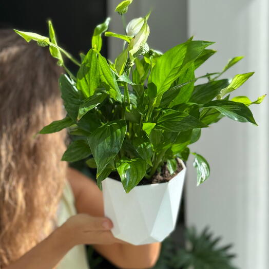 Спатифиллум ( пересаженный в кашпо)