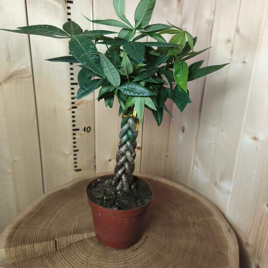 Пахира Акватика косичка