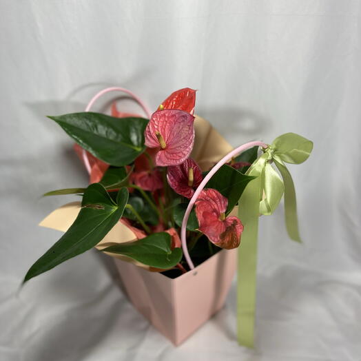 Невероятный Антуриум в сумочке в подарок 🎁