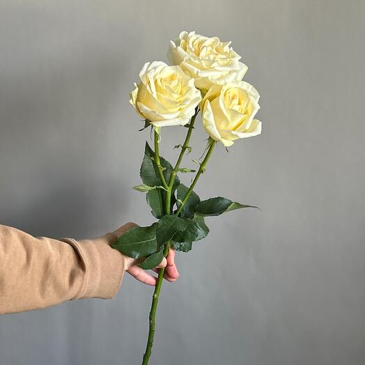 Роза кустовая  премиум 💎