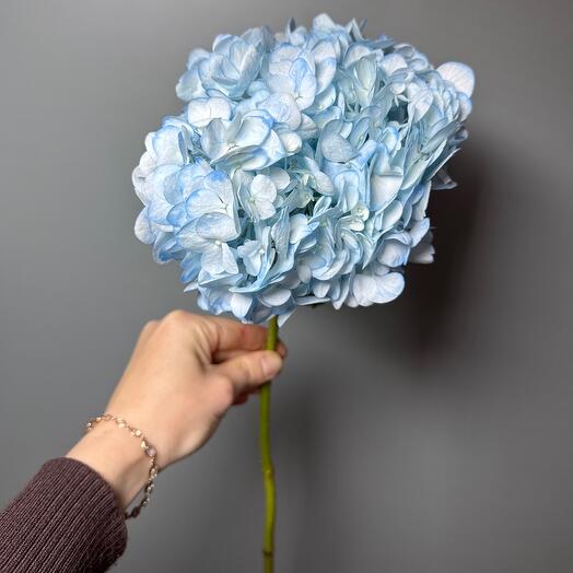 Гортензия голубая💙
