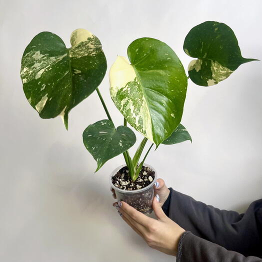 Комнатное растение, Монстера Тайское Созвездие в техническом кашпо, 38 см