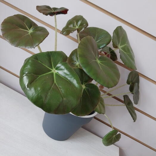 Бегония Эритрофилла, 25 см