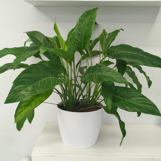 Спатифиллум гигант