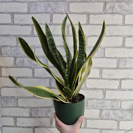 Сансевиерия