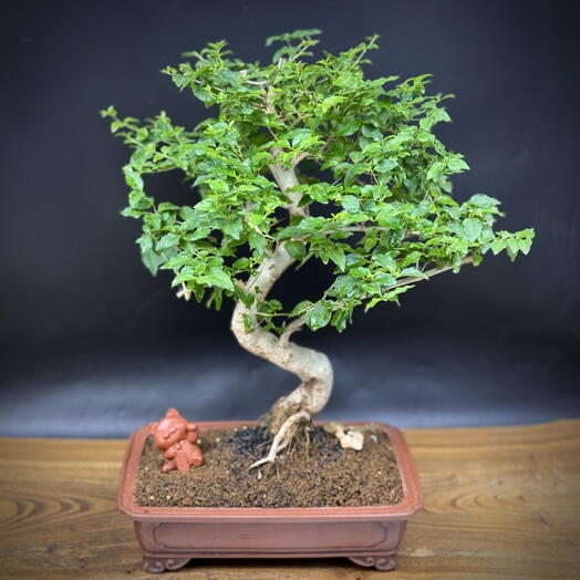 Бонсай Лигуструм, 44 см, 25 лет