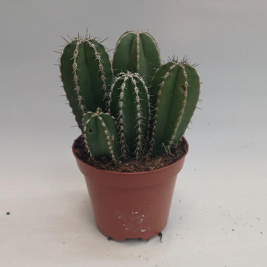 Кактус 🌵 🏜