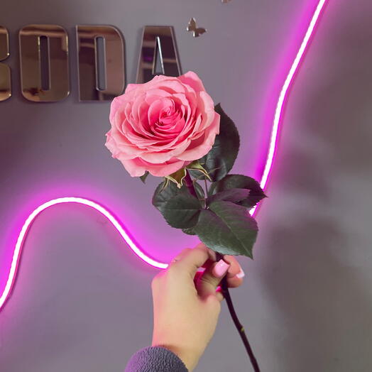 Роза розовая