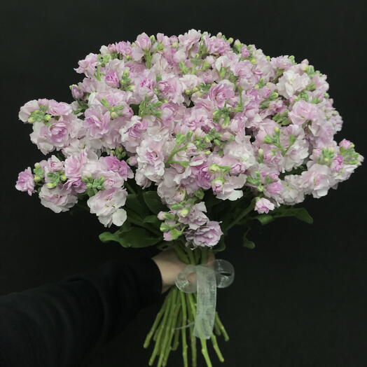 15 розовых кустовых маттиол