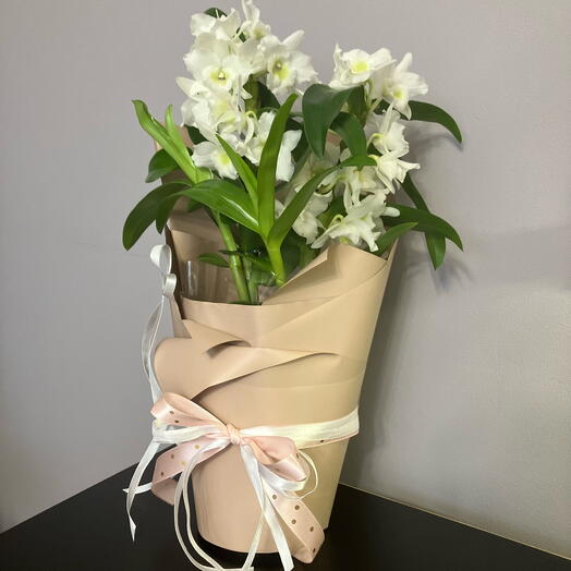 Орхидея дендробиум живая в подарочной упаковке