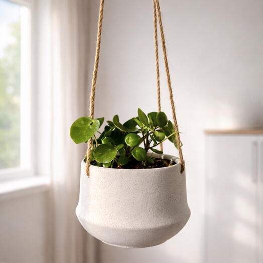 Pilea Peperomioides in a ceramic pot